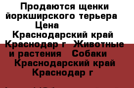 Продаются щенки йоркширского терьера  › Цена ­ 12 000 - Краснодарский край, Краснодар г. Животные и растения » Собаки   . Краснодарский край,Краснодар г.